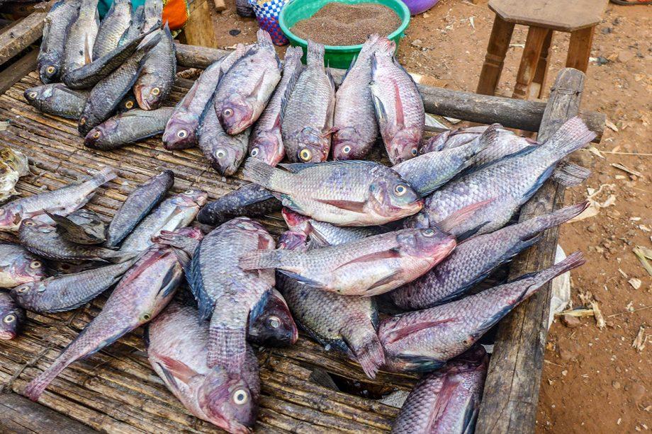 Le Paradoxe de Taabo : L’exportation halieutique au détriment de l’essor local